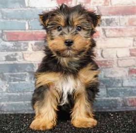 Yorkie