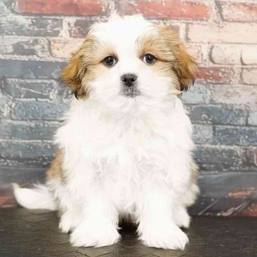 Image of a pet breed in the gallery