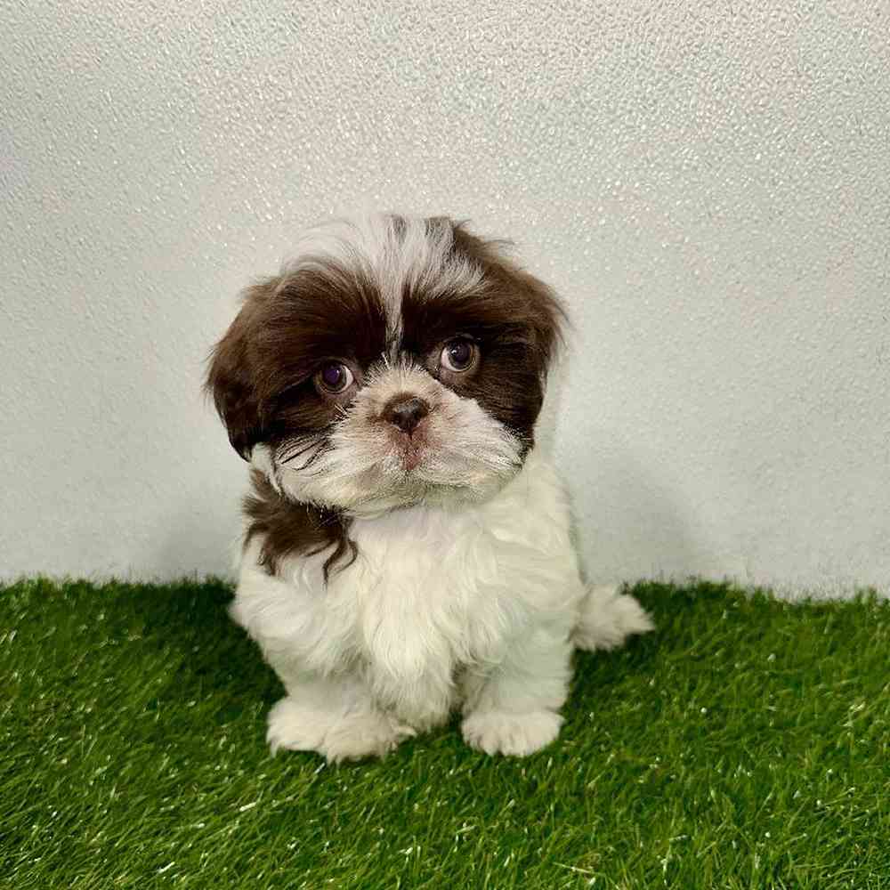 Image of a pet breed in the gallery