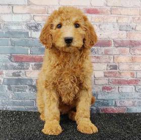 2nd Gen Mini Goldendoodle