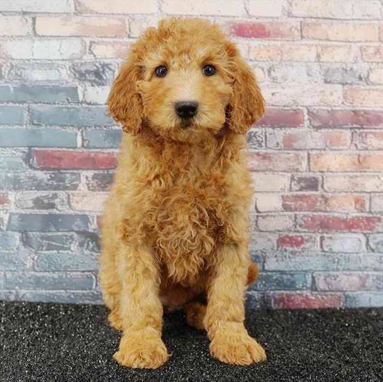 2nd Gen Mini Goldendoodle