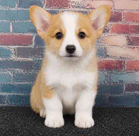 Pembroke Welsh Corgi