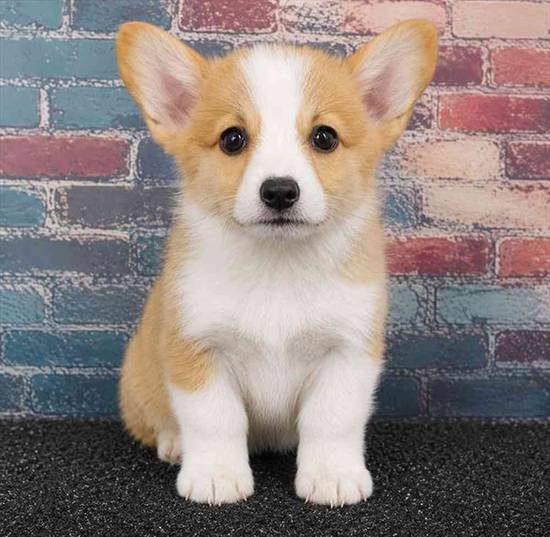 Pembroke Welsh Corgi