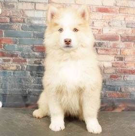 Pomsky