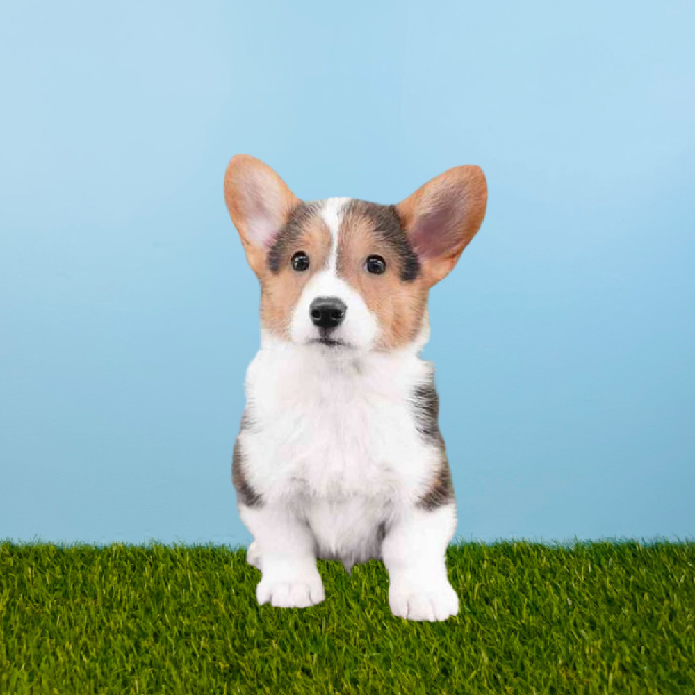 carousel pet images