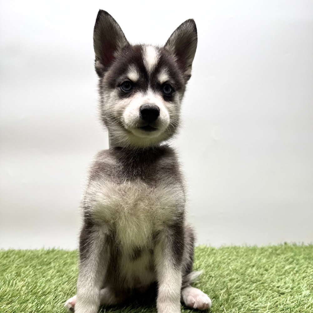 Image of a pet breed in the gallery