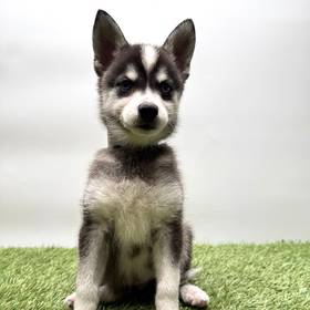 Alaskan Klee Kai