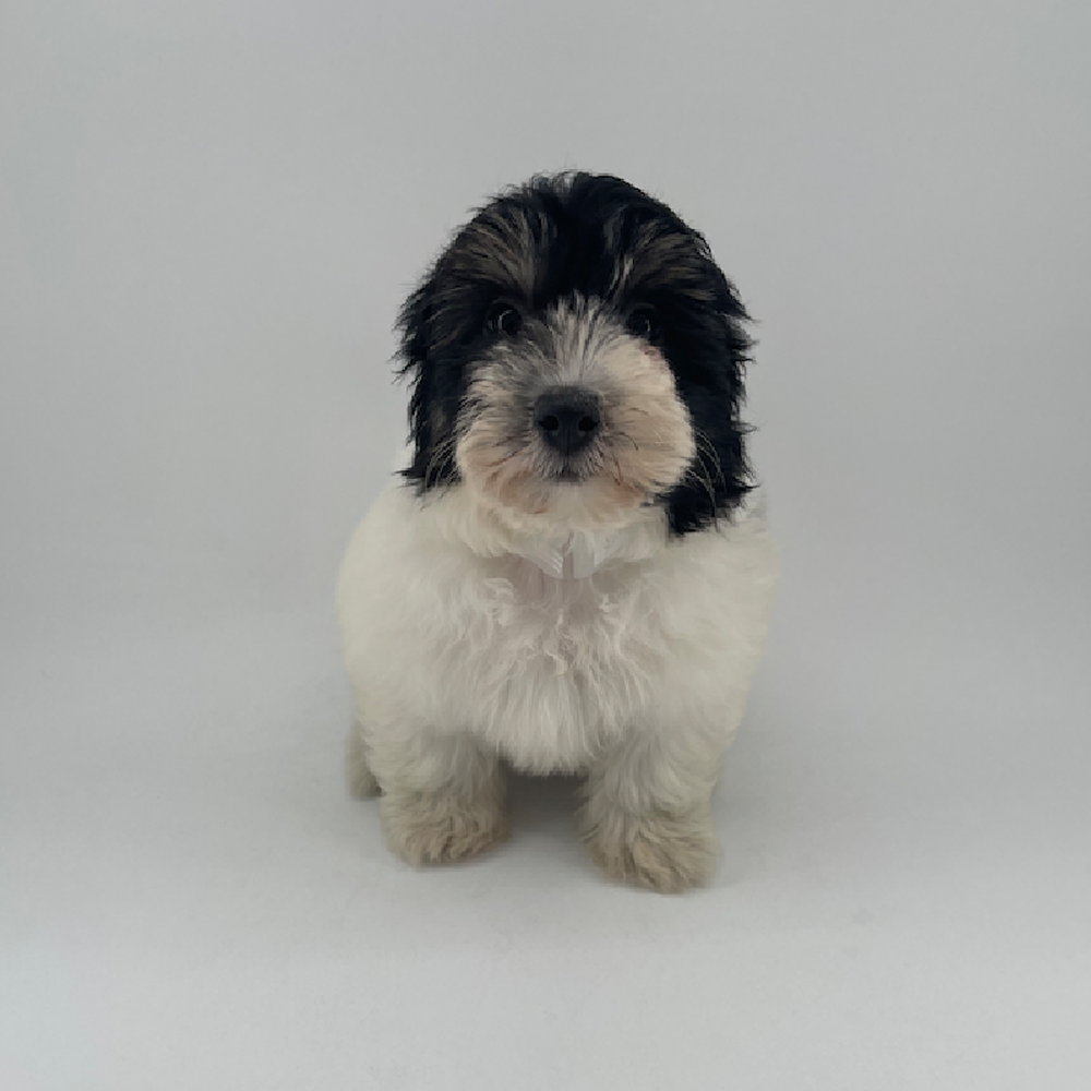 Image of a pet breed in the gallery