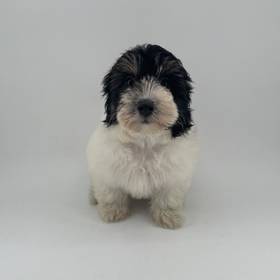 2nd Gen Sheepadoodle