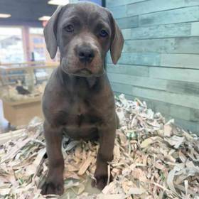 Cane Corso