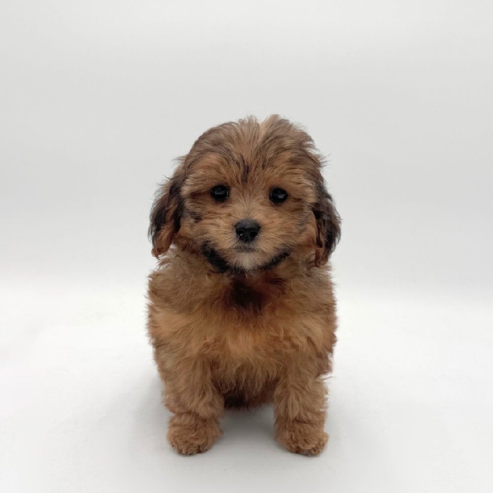 Image of a pet breed in the gallery