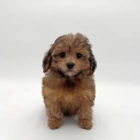 Lhasa-Poo