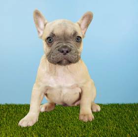 French Bulldog