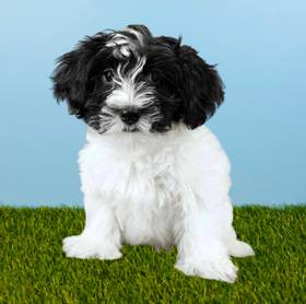 Havanese