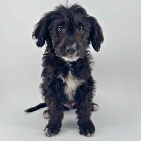 2nd Gen Mini Bernedoodle