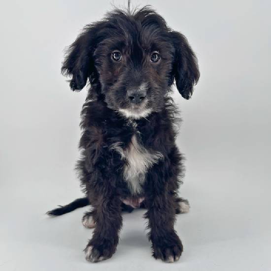 2nd Gen Mini Bernedoodle