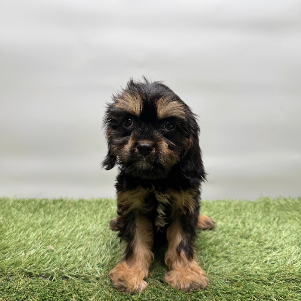 Image of a pet breed in the gallery