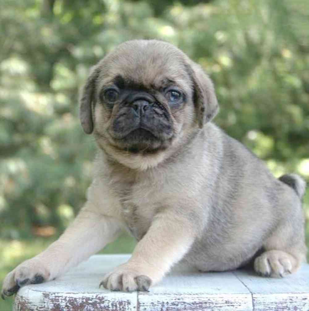 Image of a pet breed in the gallery