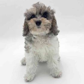 2nd Gen Cockapoo