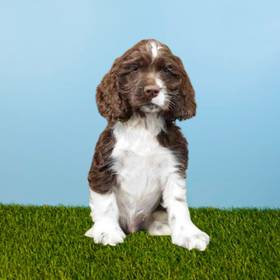 Cocker Spaniel