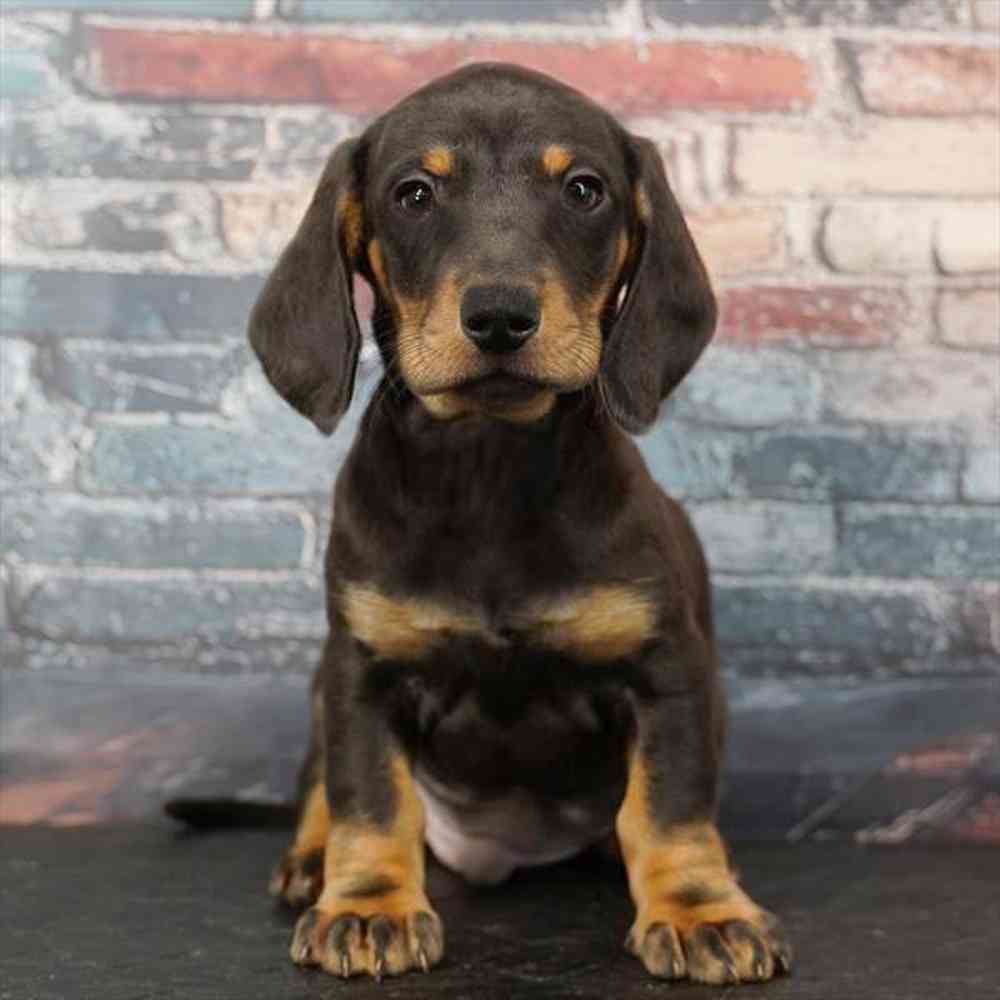 Image of a pet breed in the gallery