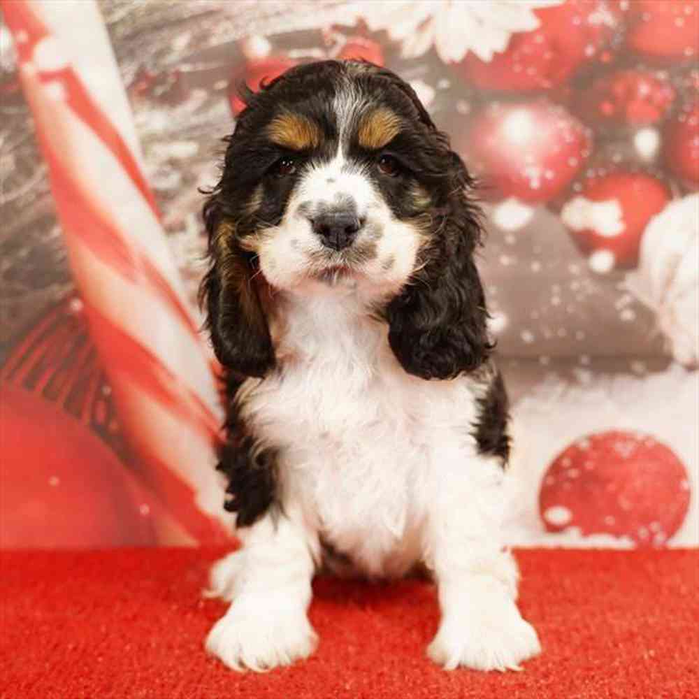 Image of a pet breed in the gallery