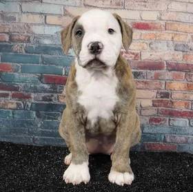 Old English Bulldog