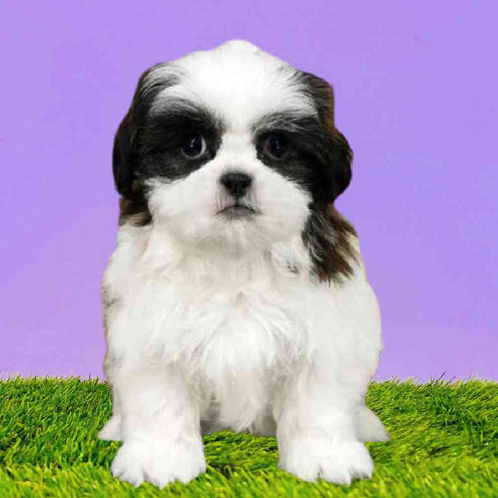 Female Shih Tzu Puppy for Sale in Puyallup, WA