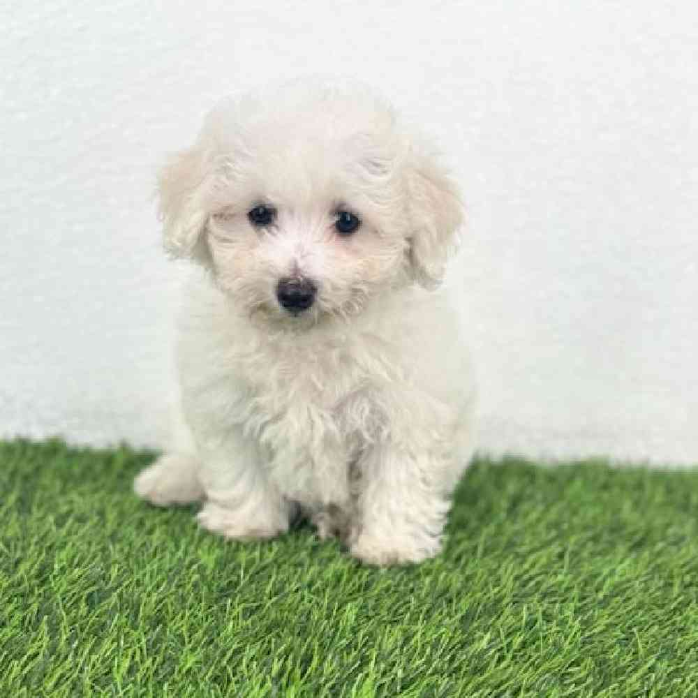 Image of a pet breed in the gallery