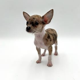 Chihuahua