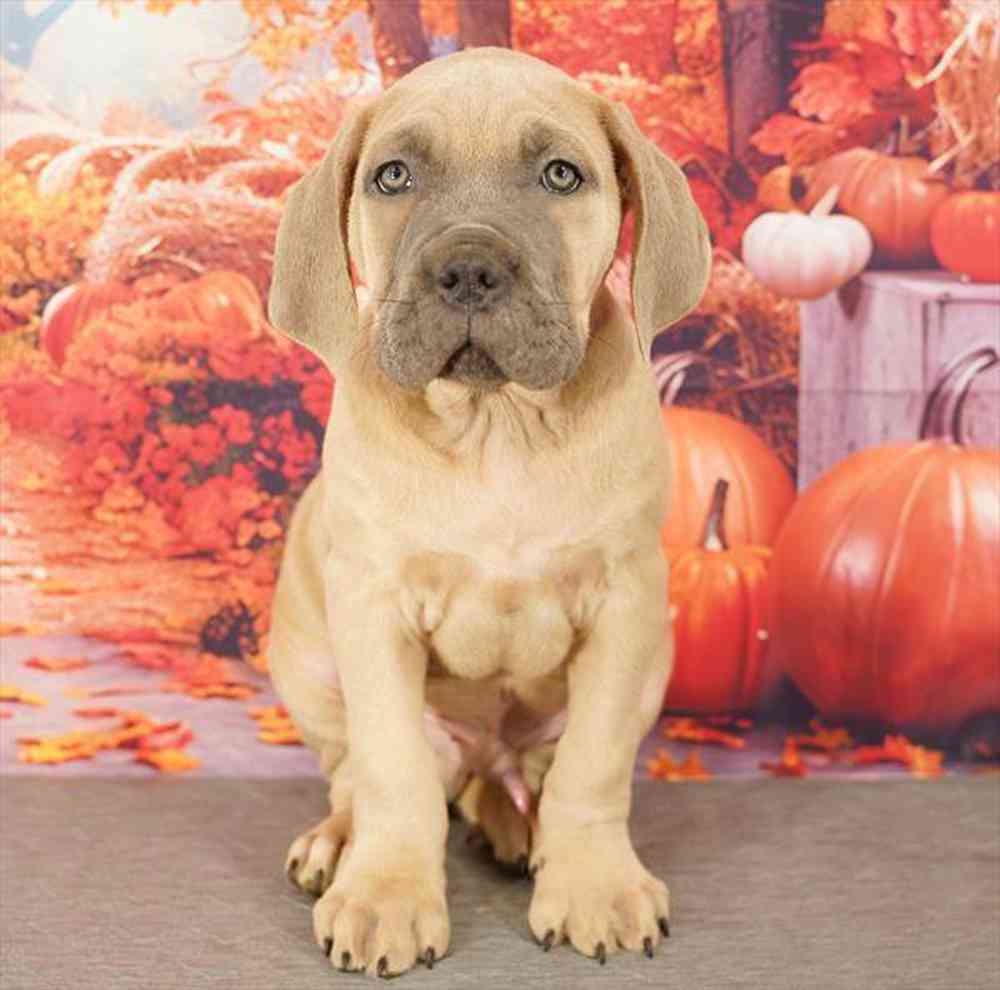 Image of a pet breed in the gallery