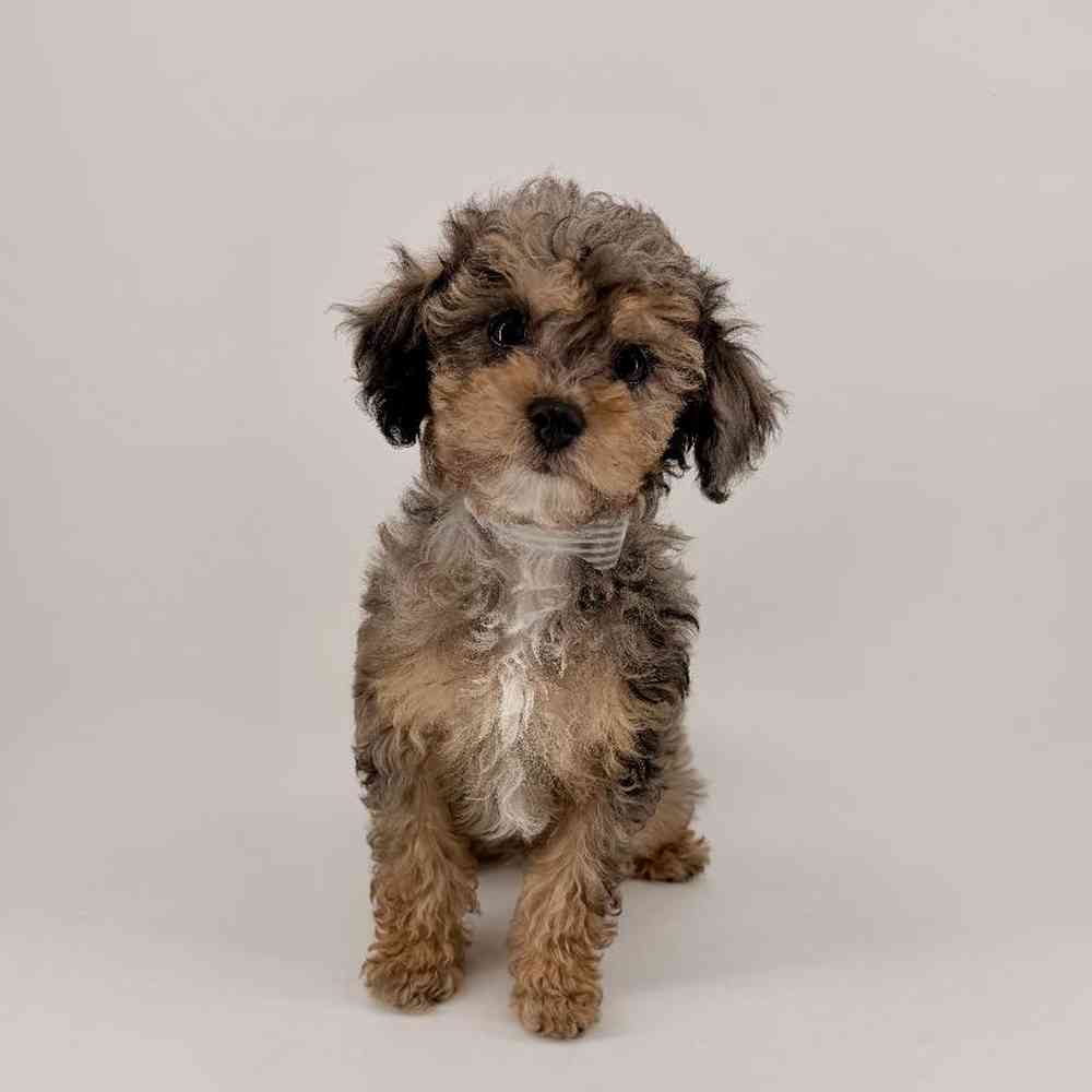 Image of a pet breed in the gallery