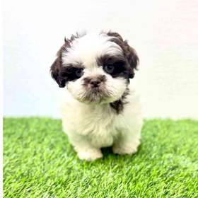 Shih Tzu