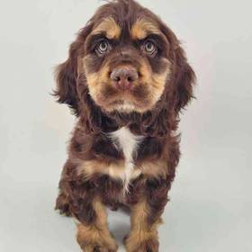 Cocker Spaniel