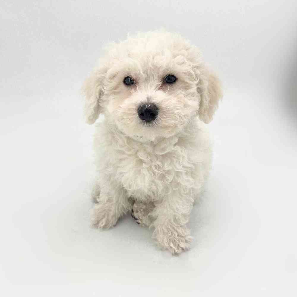 Image of a pet breed in the gallery