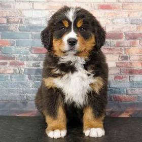 Bernese Mountain Dog