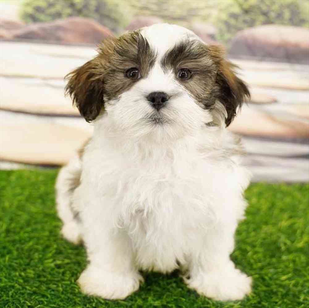 Image of a pet breed in the gallery