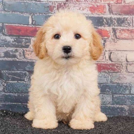 Maltipoo