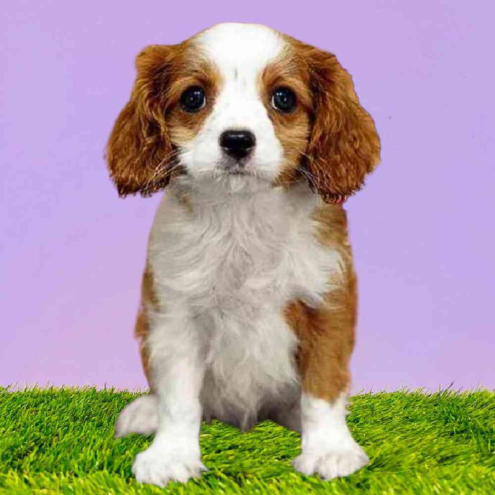 Male Cavalier King Charles Spaniel Puppy for Sale in Puyallup, WA