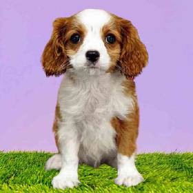 Cavalier King Charles Spaniel