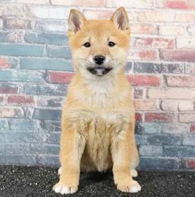 Shiba Inu