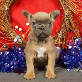 French Bulldog