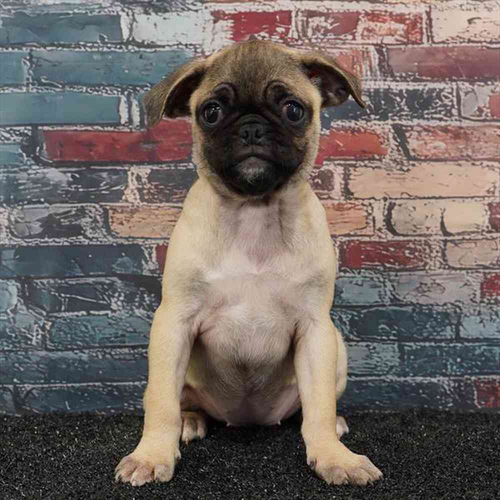 Image of a pet breed in the gallery