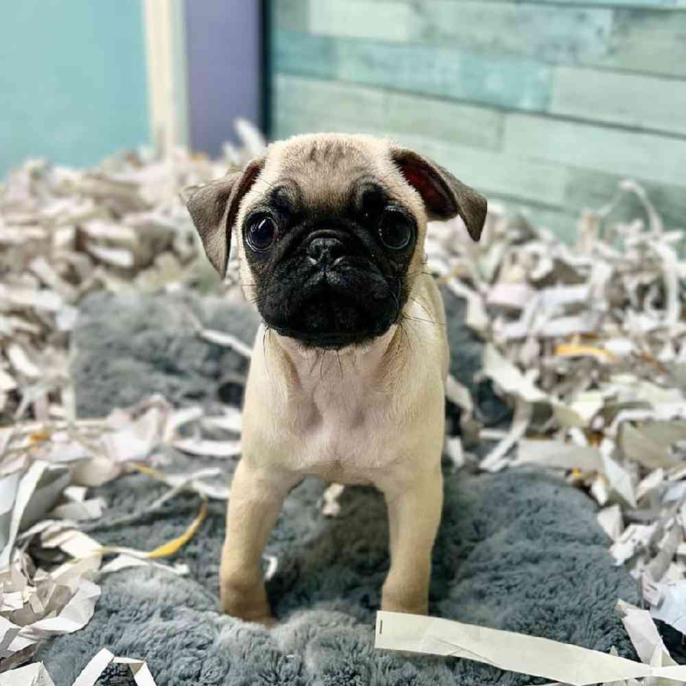 carousel pet images
