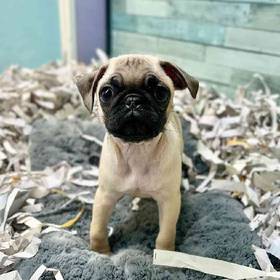 Pug