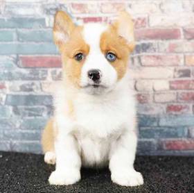 American Corgi