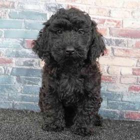 Poodle