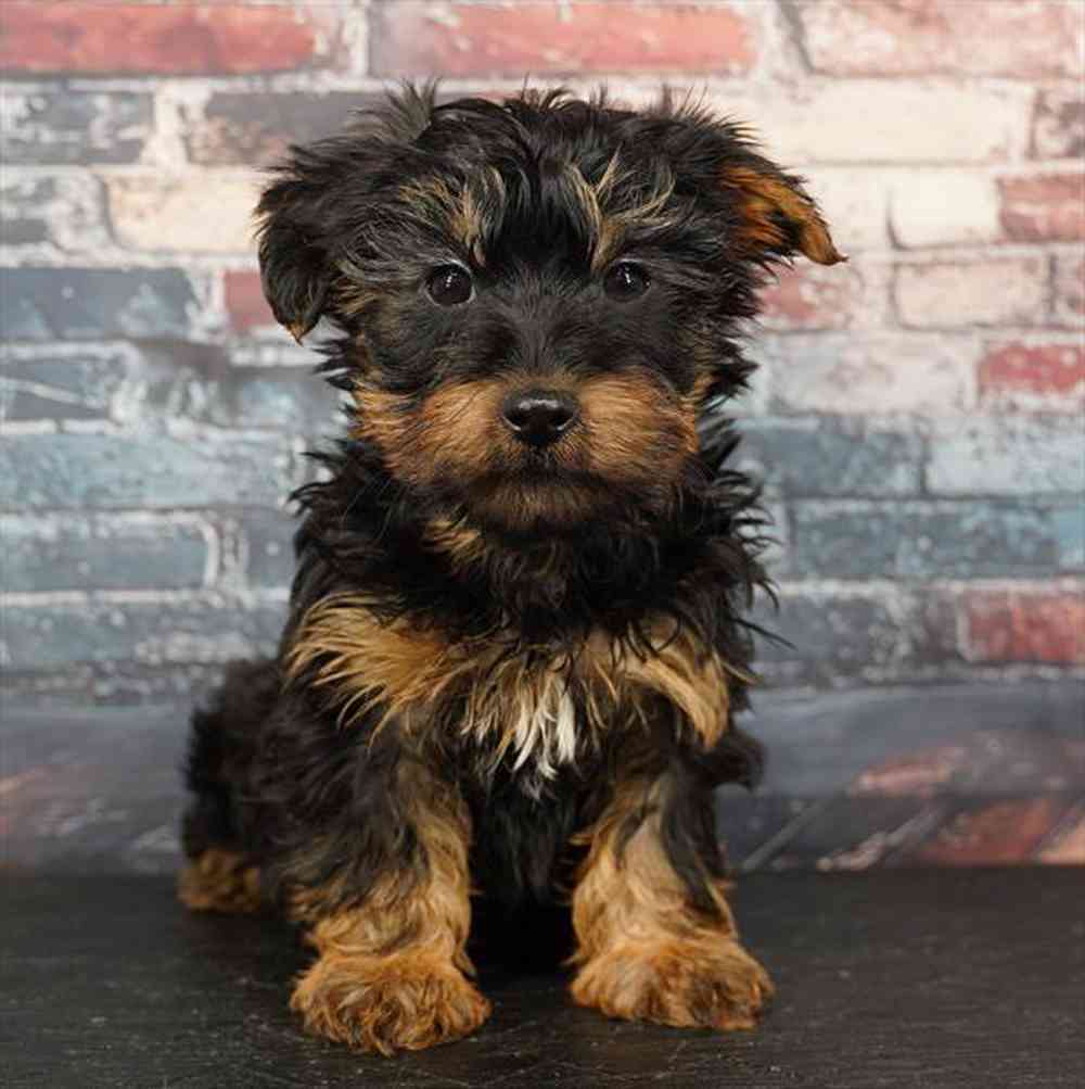 Image of a pet breed in the gallery