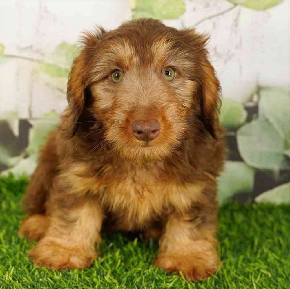 Image of a pet breed in the gallery