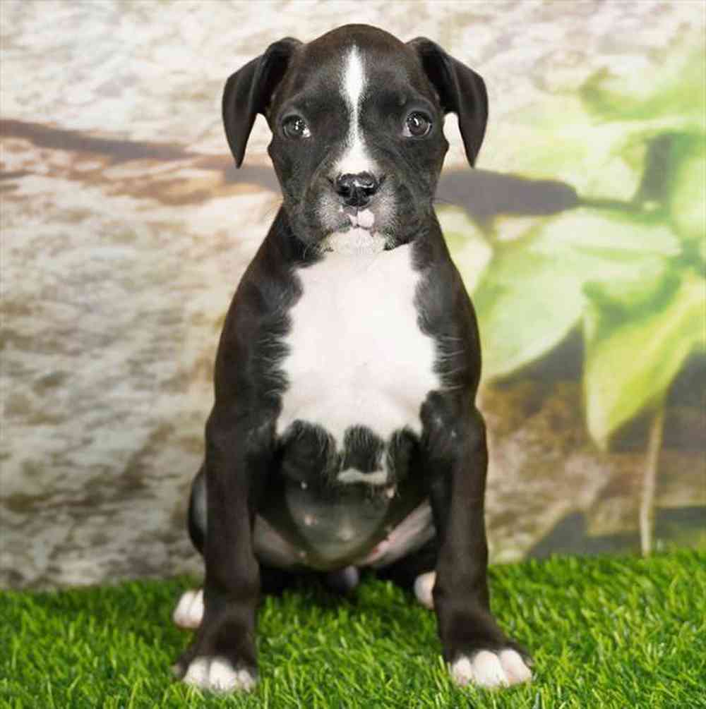 pet breed image